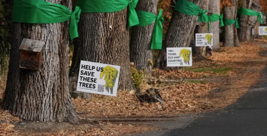 Save the Canyon Road trees
